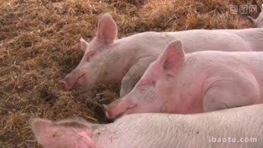 猪在草堆里相互依偎着睡觉